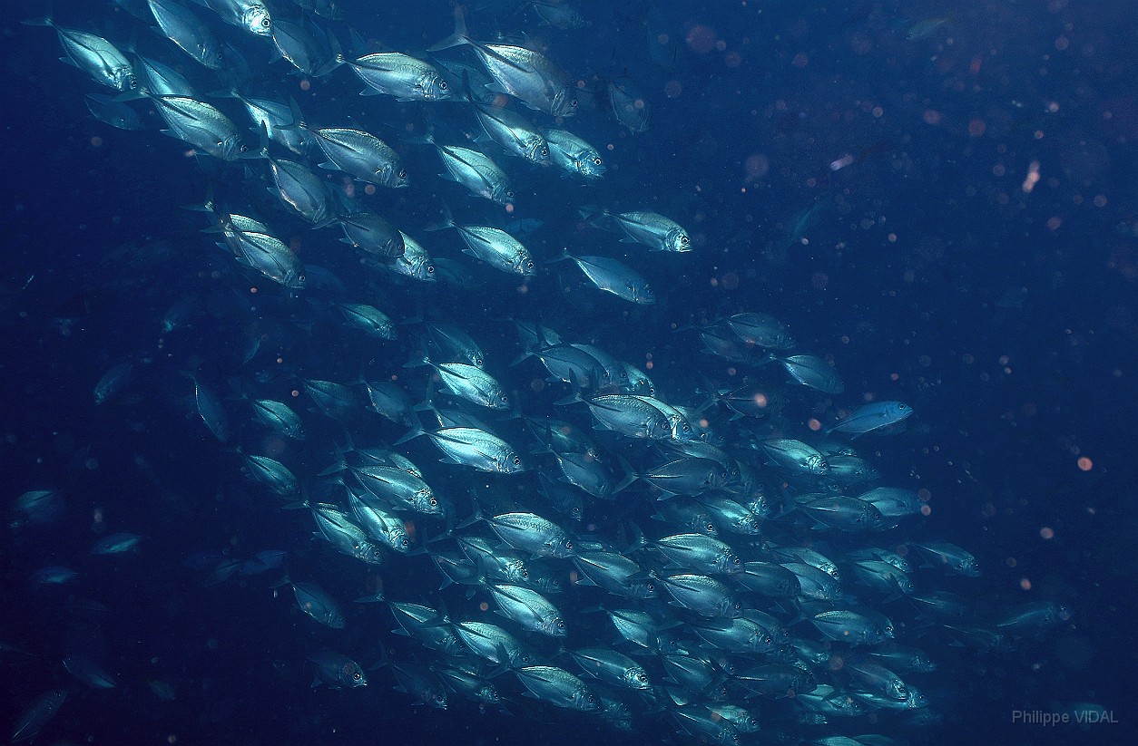 Thailand 2015 - Ko Tao - Carangues Voraces - Caranx sexfasciatus _IMG_3500_rc.jpg